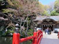 A Cherry Blossom Stroll You’ll Love