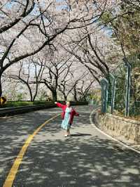 Changwon in Bloom: Experience the Magic of the Jinhae Cherry Blossom Festival