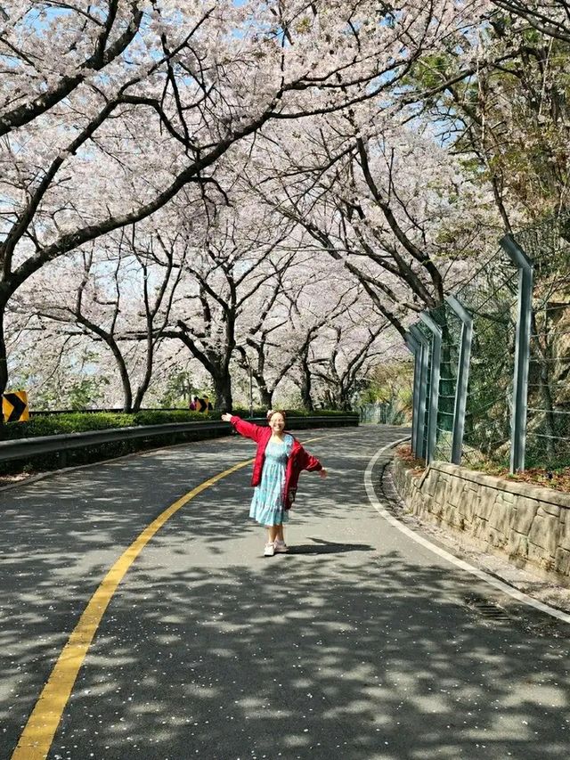 Changwon in Bloom: Experience the Magic of the Jinhae Cherry Blossom Festival