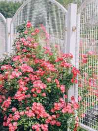 ☀️Taiyanggong Park! My absolute favorite rose garden 🌹✨