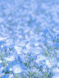 🌸Nemophila under Mt. Fuji & the Flower of Schimel's Hometown 🌸