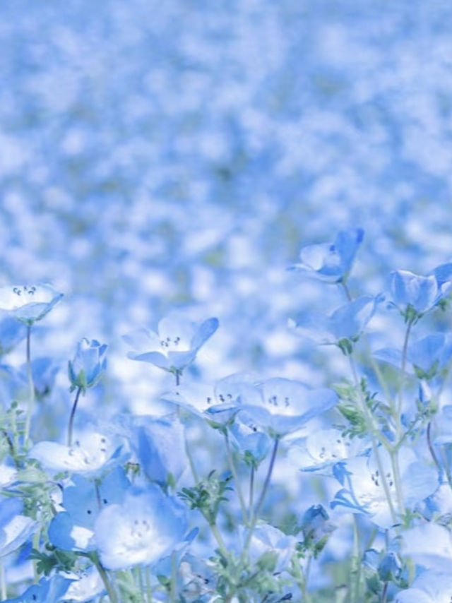 🌸Nemophila under Mt. Fuji & the Flower of Schimel's Hometown 🌸