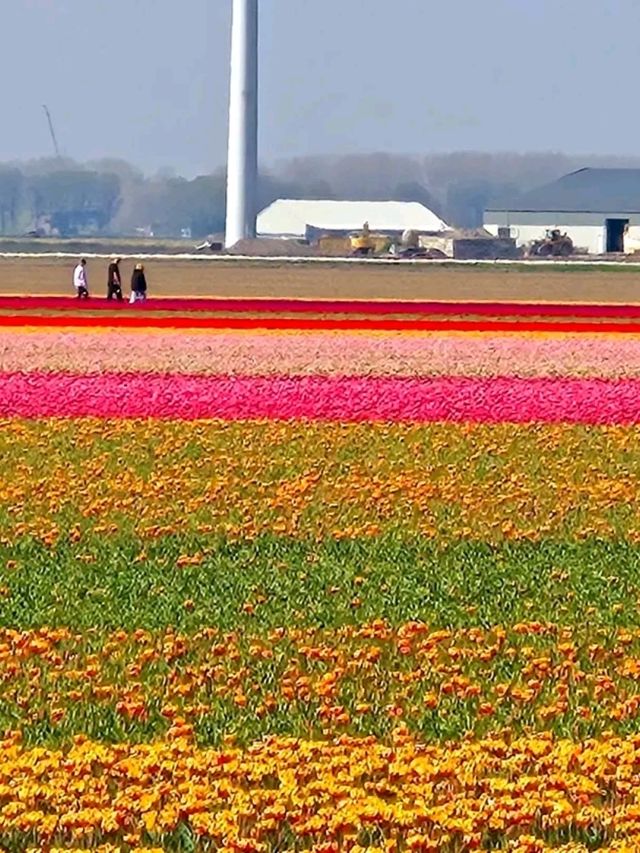 Noordoostpolder Tulip Fields: A Hidden Gem in Full Bloom