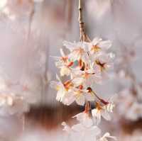 Japan – Sakura Reflections on Still Water