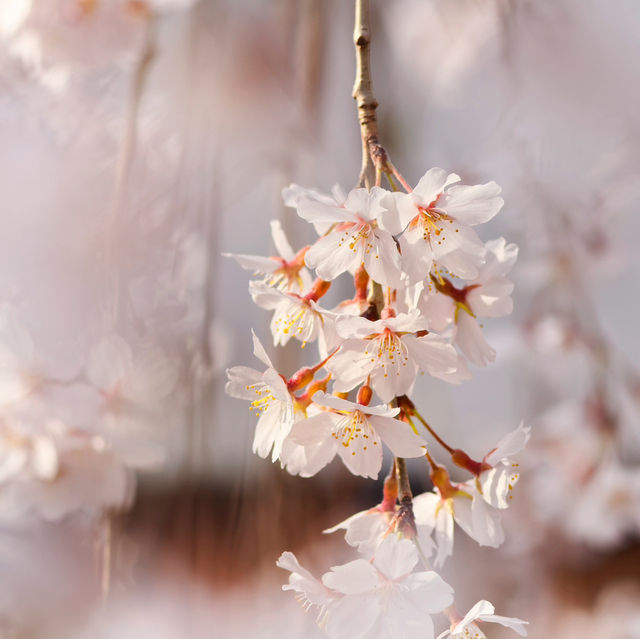 Japan – Sakura Reflections on Still Water