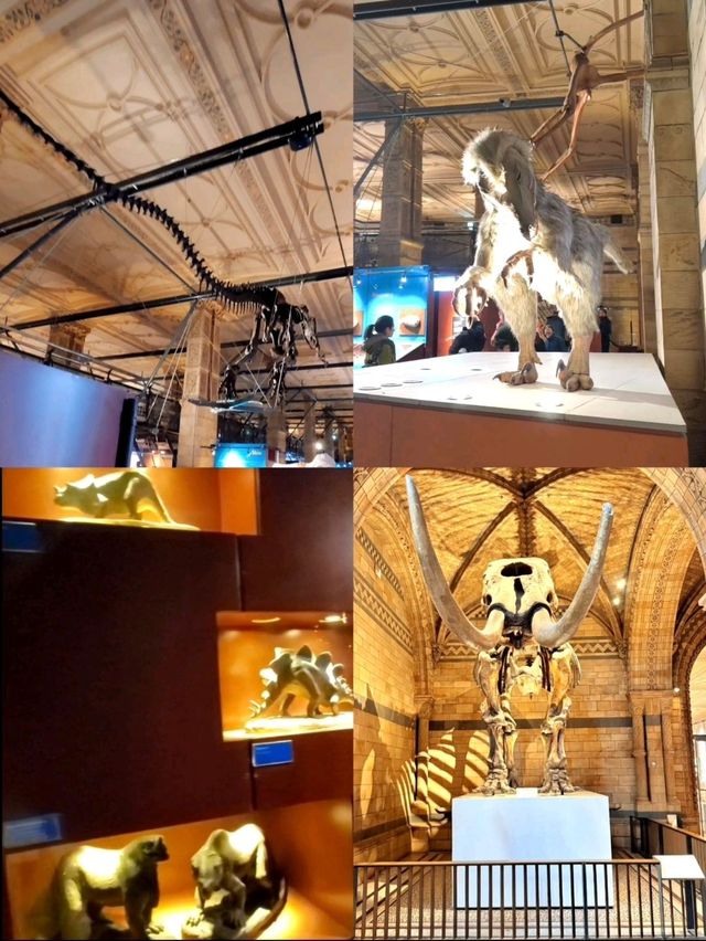 英國自然史博物館🏛人氣恐龍化石，大開眼界（Natural History Museum）