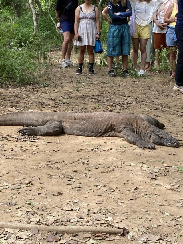 Labuan Bajo, a Komodo experience 