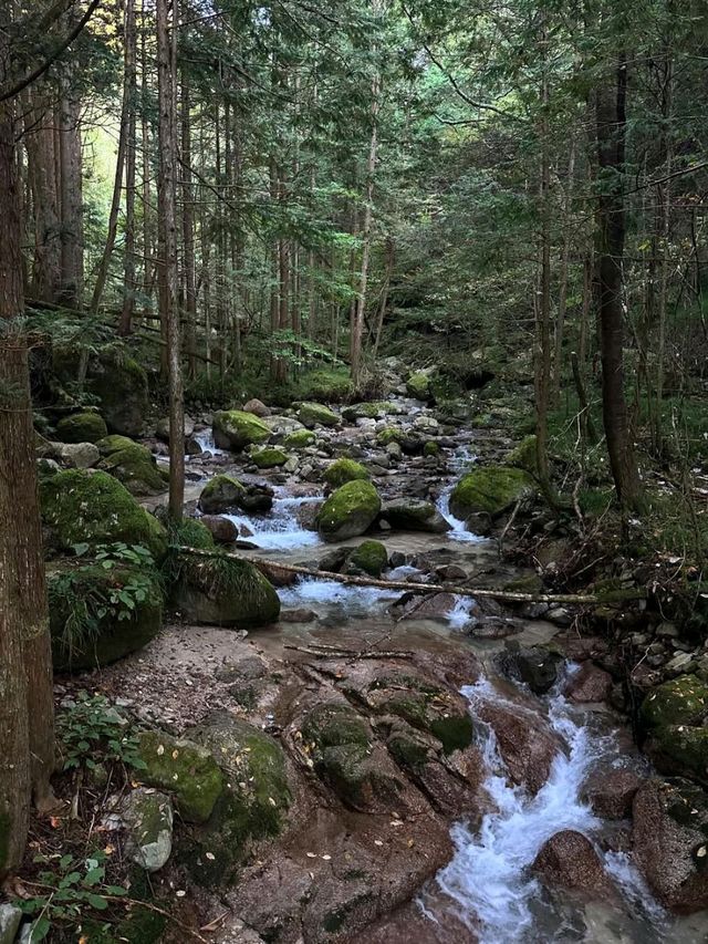 Forest Feels & Chill Trails