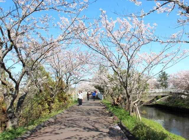 Unforgettable Springtime Cherry blossoms at Funabashi