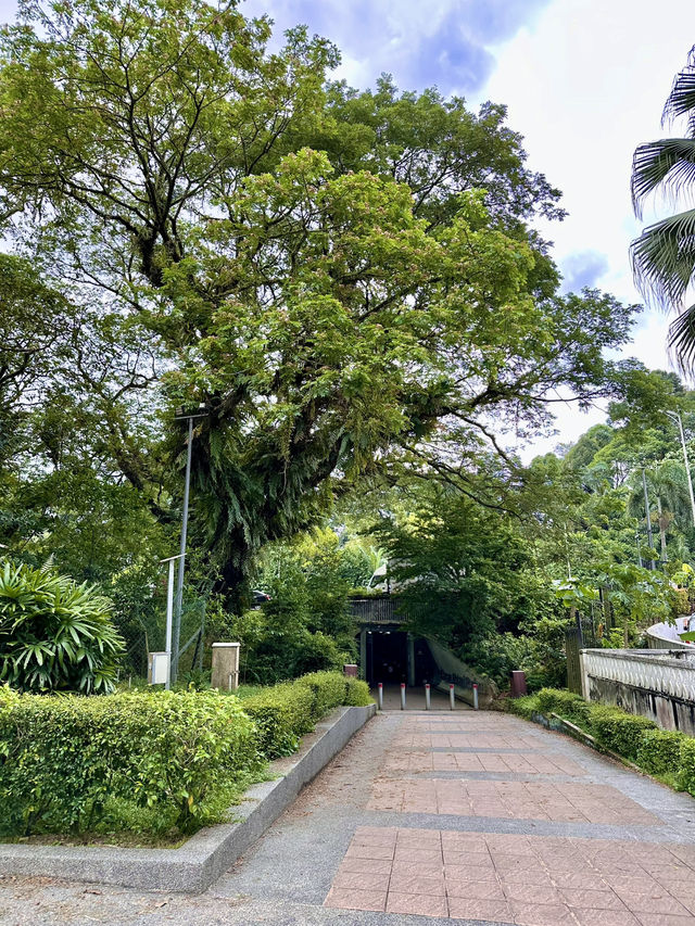 Urban Serenity Found: A Stroll to Goose Island in KL’s Green Heart