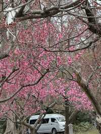 北海道神宮 櫻花季🌸