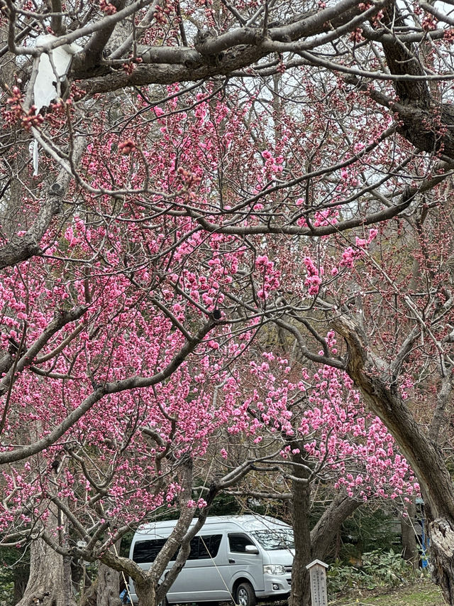 北海道神宮 櫻花季🌸