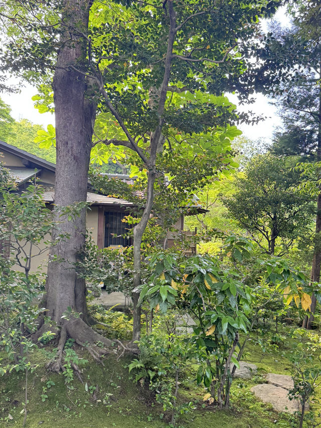 도쿄 오모테산도 정원이 멋진 미술관,네즈미술관