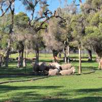 Perth | The Most Fun Activity at Caversham Wildlife Park