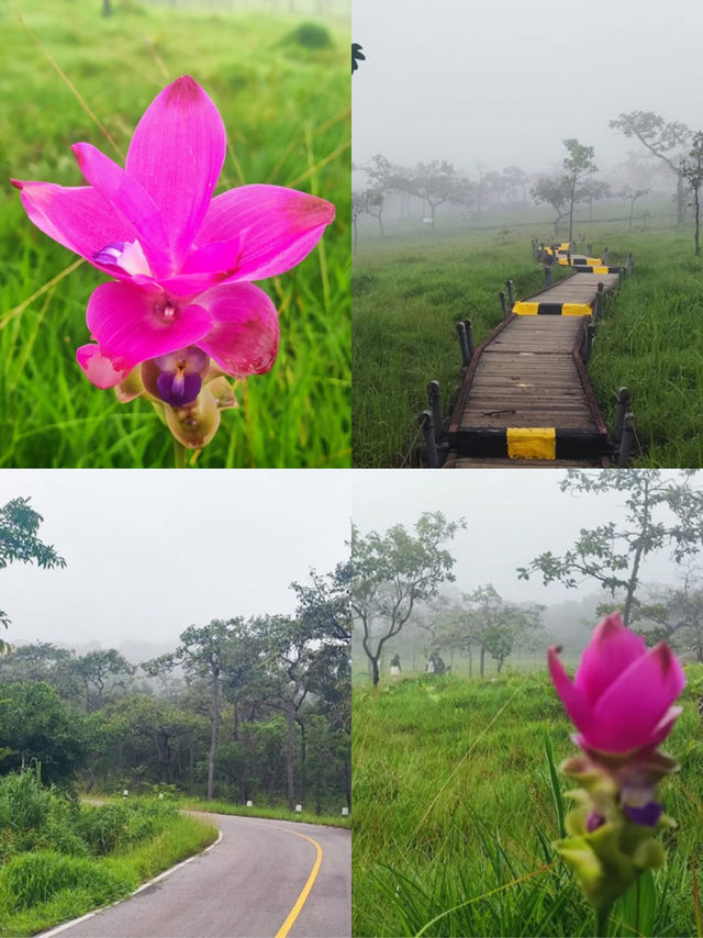 自然に抱かれて、心がふっと軽くなる。🌿🌸