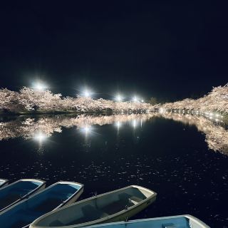 弘前성의 밤 벚꽃 - 형언할 수 없는 아름다움