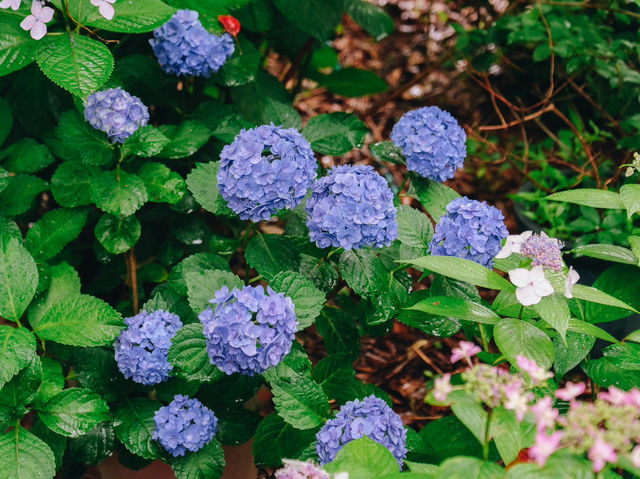 ไฮเดรนเยียบานแล้ว…ใจกลางเมืองฟุกุโอกะ🌿🌸