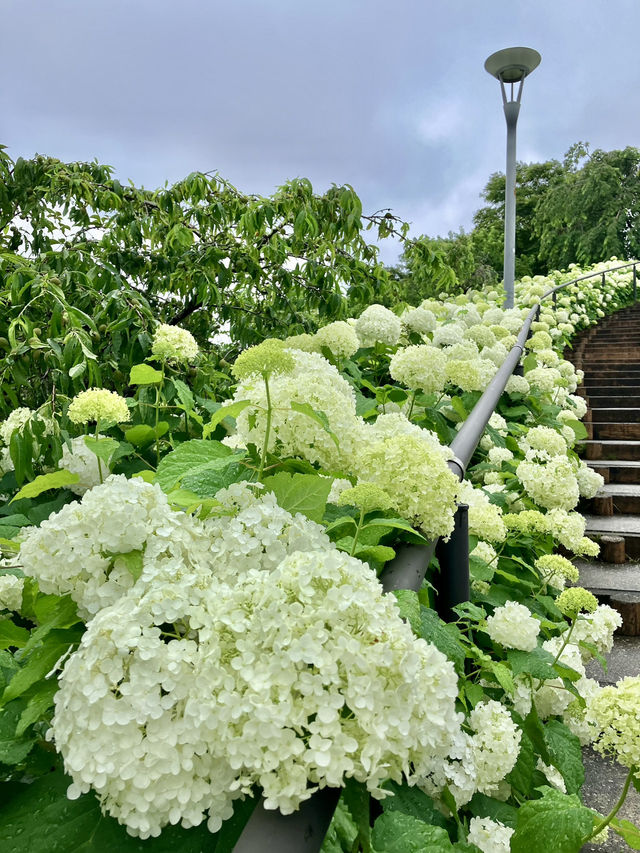 繡球花@東京台場