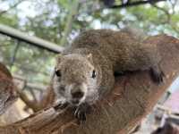 🐿️ ぎふ金華山リス村｜ロープウェー山頂でリスとふれあい体験！