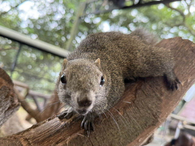 🐿️ ぎふ金華山リス村｜ロープウェー山頂でリスとふれあい体験！