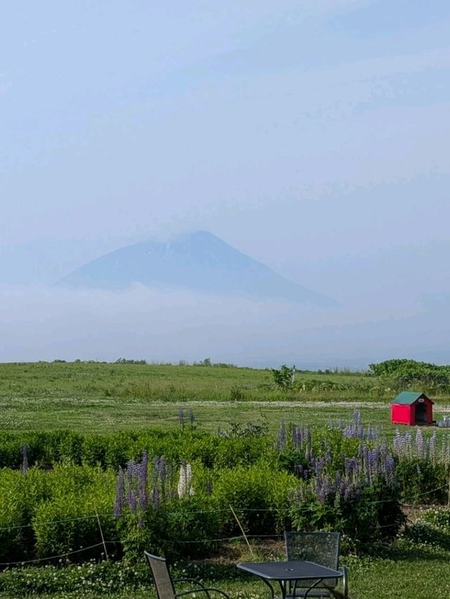 9 Days in Sapporo; Otaru; Lake Toya; Furano; Biei and Back to Sapporo