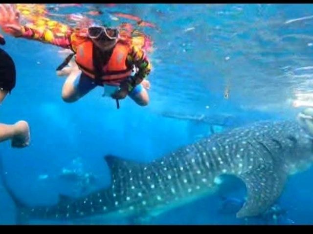 my experience in swimming with the gentle giants in Oslob Cebu