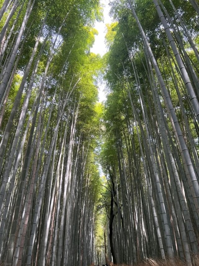 @ ARASHIYAMA IN KYOTO.