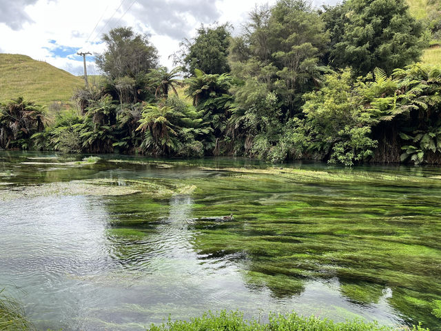 紐西蘭旅遊景點—💦 Blue Springs｜比寶礦力還清澈的湛藍夢幻水源地