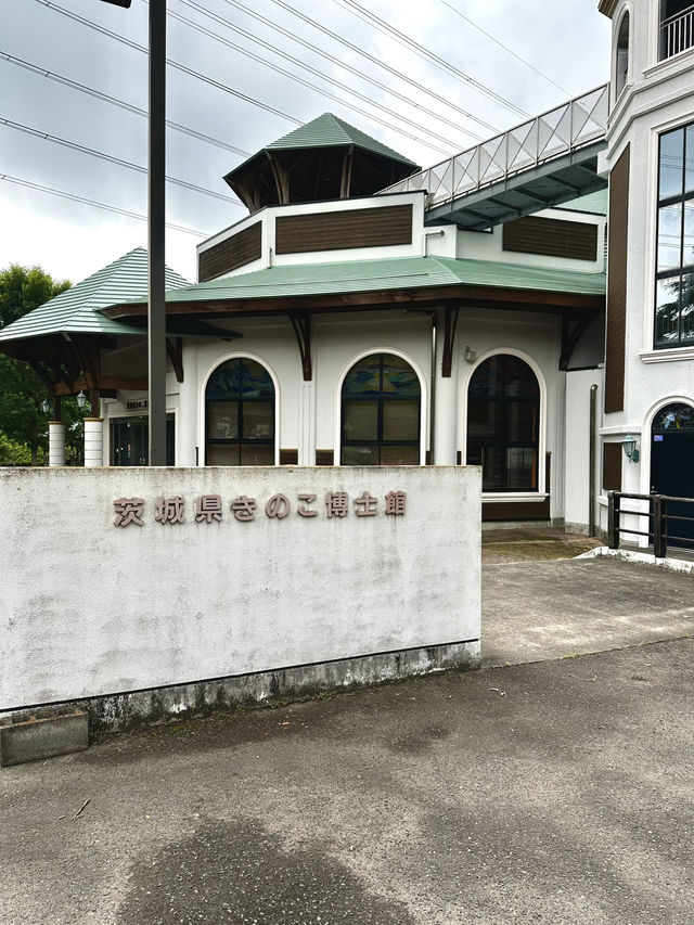 【きのこ博士館】