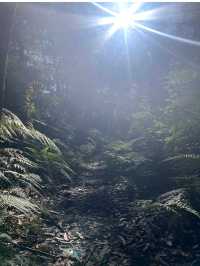 Lane Cove National Park – Sydney