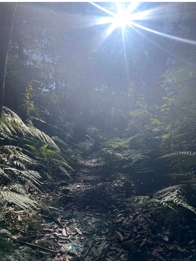 Lane Cove National Park – Sydney