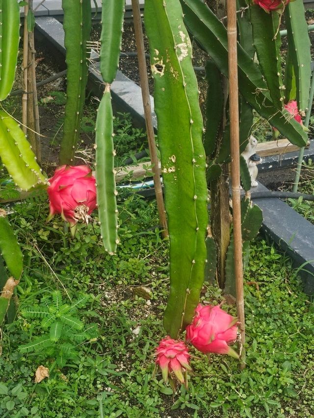 喺繁華嘅石屎森林中,有機會走入大自然,絕對可以令人身心放鬆