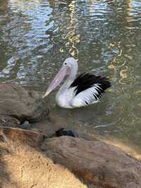 A day with animals