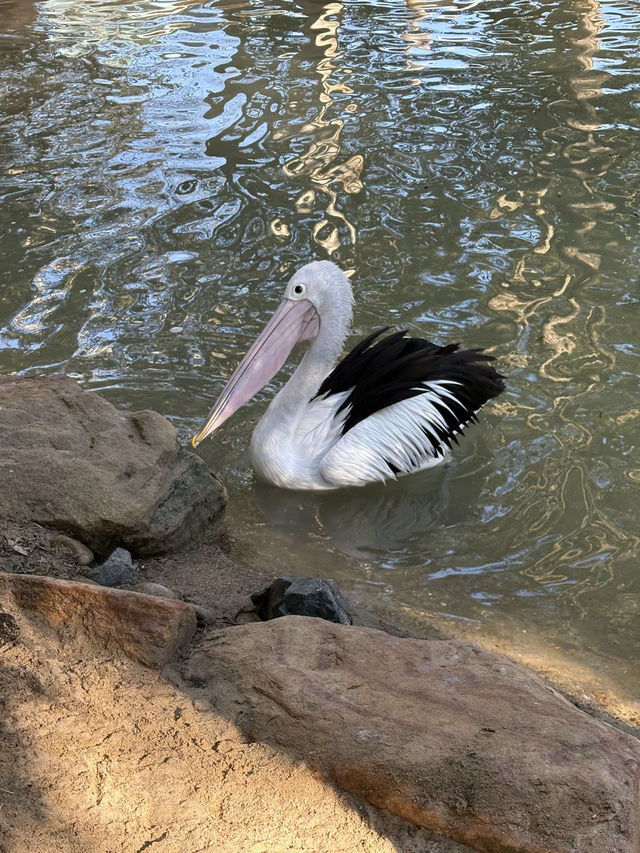 A day with animals