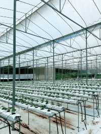 A Taste of Genting’s Fresh Side at Uncle Andy Farm