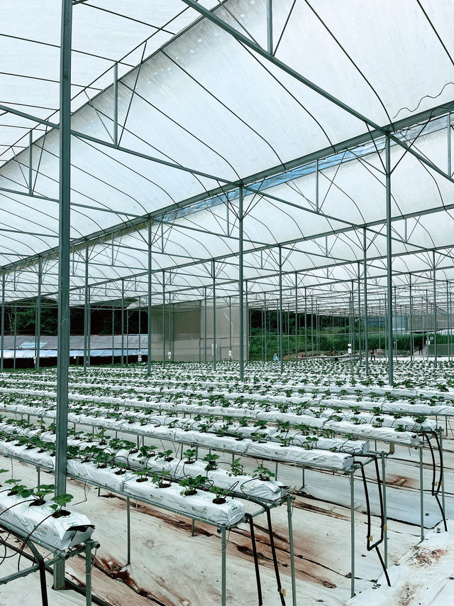 A Taste of Genting’s Fresh Side at Uncle Andy Farm