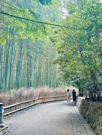 여름에도 좋은 일본 여행지 🇯🇵🌳