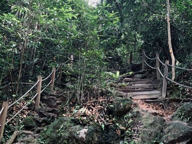 A Hidden Green Escape – Hutan Simpan Renggam Awaits