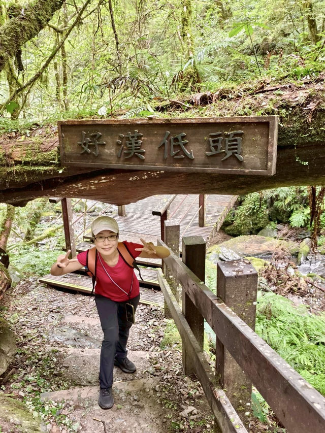 台灣桃園｜拉拉山森林遊樂區～神木步道・心靈散步日記