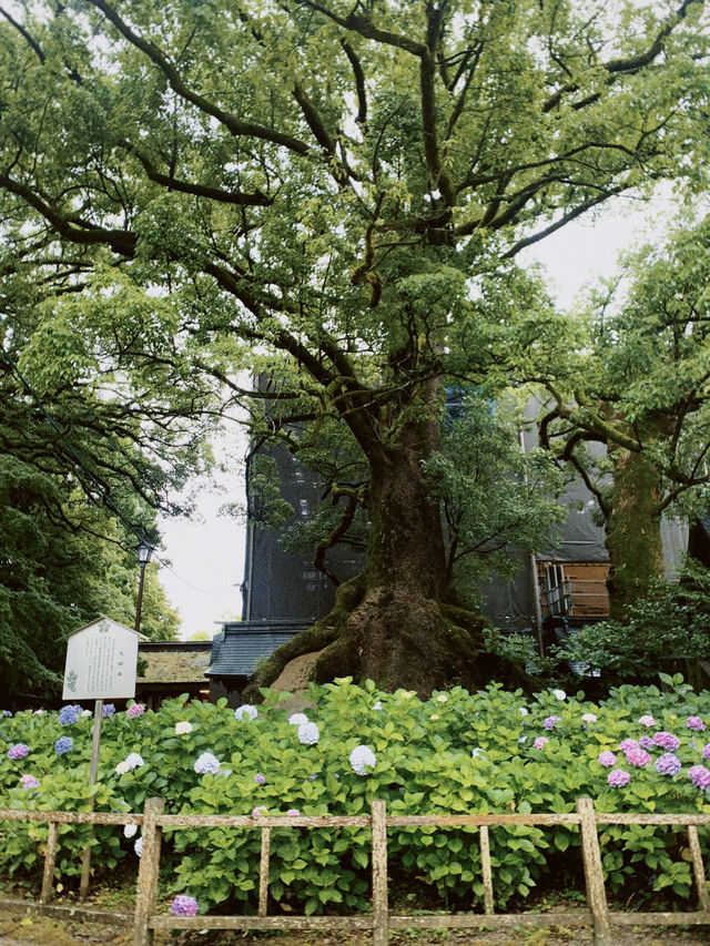 Dazaifu Tenmangu, Summer in Fukuoka ☀️ Dazaifu Tenmangu, Summer in Fukuoka ☀️