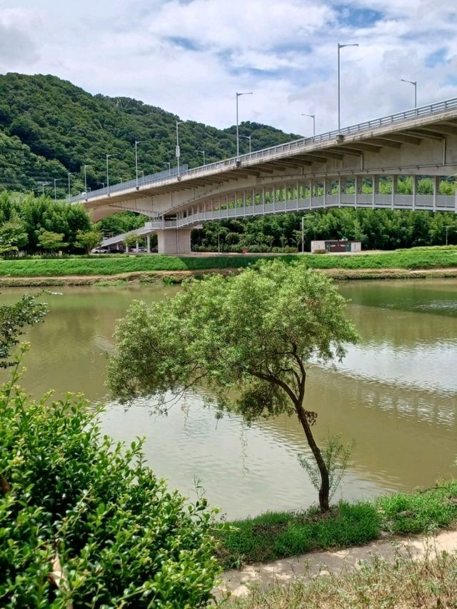 꽃길 따라 걷는 힐링 산책 🌸