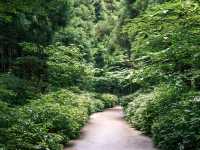 [제주도] 제주 사려니숲길 🌿🌲