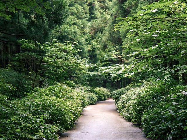 [제주도] 제주 사려니숲길 🌿🌲