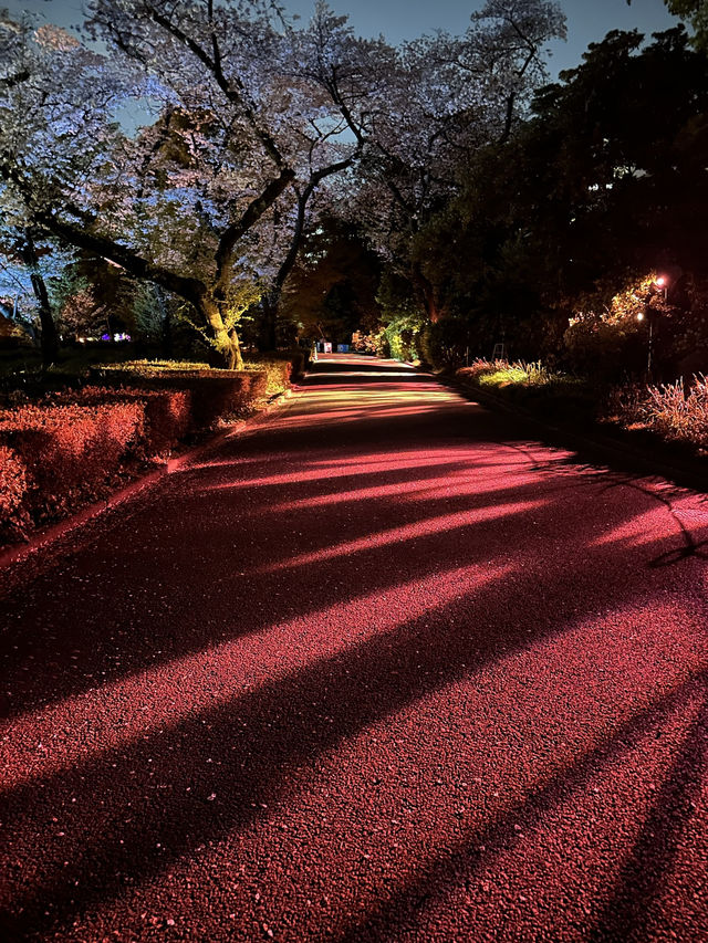 🌸 NAKED 桜の新宿御苑|デジタルと桜が融合する夜のお花見 🌸 NAKED 桜の新宿御苑|デジタルと桜が融合する夜のお花見