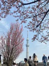 🇯🇵 โตเกียวแบบฮาๆ ของคนที่มาก่อนซากุระบานเต็มต้น