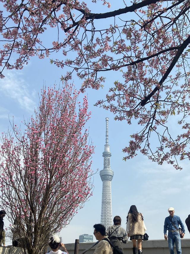 🇯🇵 โตเกียวแบบฮาๆ ของคนที่มาก่อนซากุระบานเต็มต้น