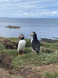 Skye, cliffs & puffins ~ pure magic 🐧⛰️ 💙💕