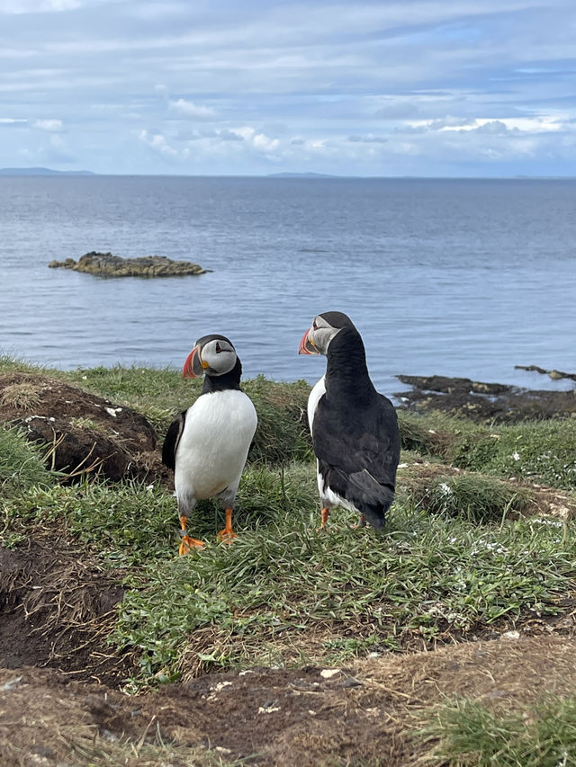 Skye, cliffs & puffins ~ pure magic 🐧⛰️ 💙💕