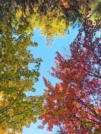 Kunming Botanical Garden: Yunnan’s Living Library of Green Wonders