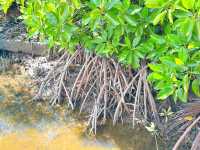 Cherating Mangrove Park – Nature’s Hidden Classroom
